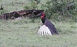 Southern Ground-Hornbill